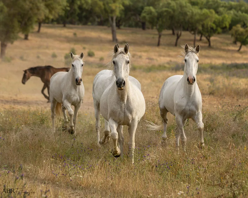 Lusitano horses running through the estate's cork oaks
