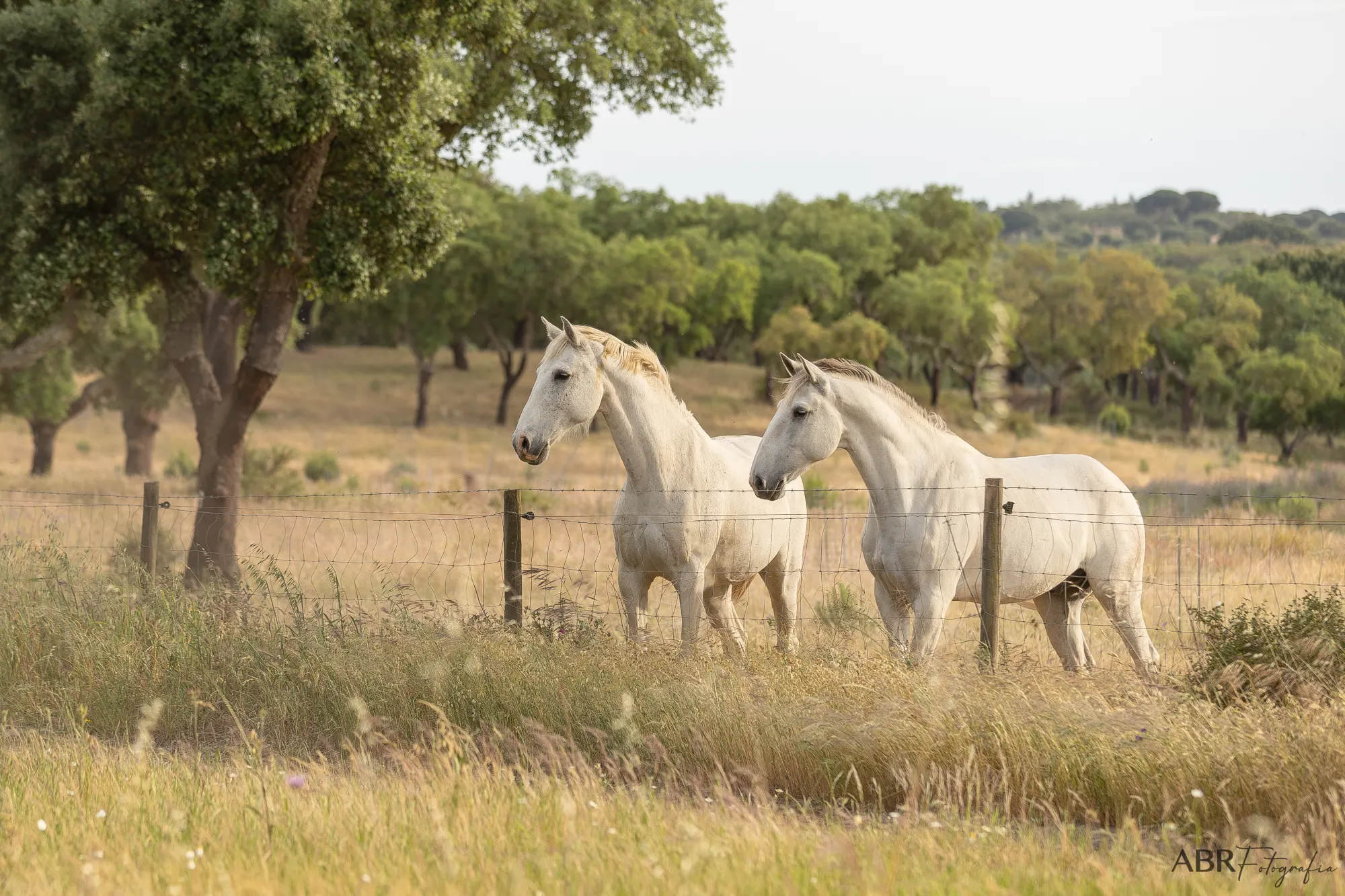 Cavalos Lusitanos no campo da herdade